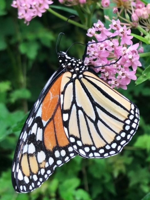 This is a photo of a black white and orange butterfly on a pink flower