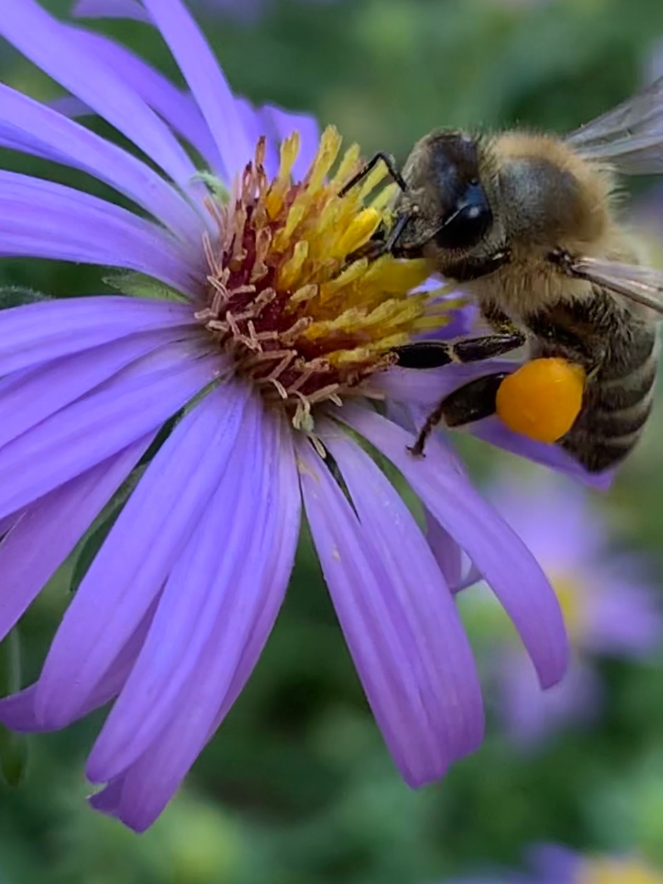 This is an image of a bee on top of a violet flower